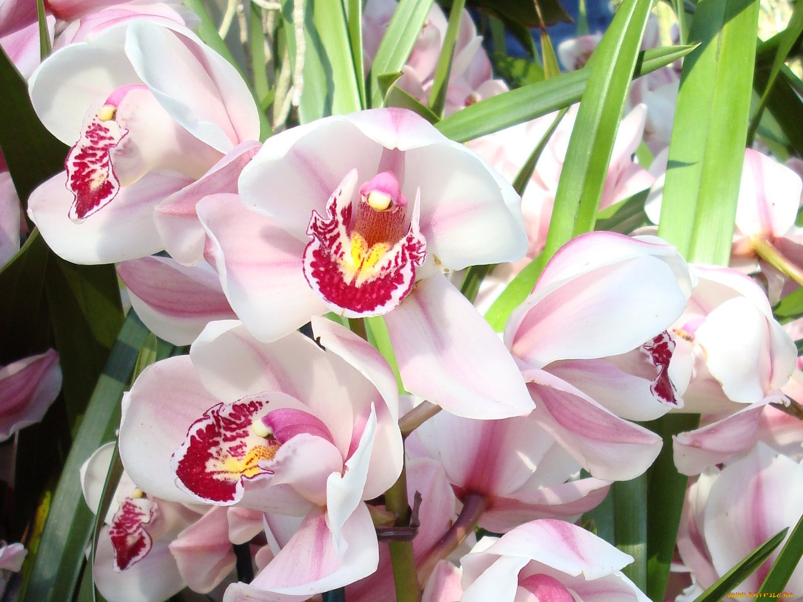 Орхидея с запахом как называется фото